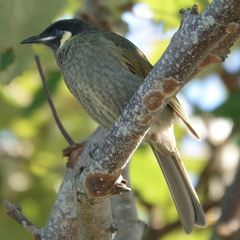 Meliphaga lewinii