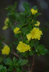 Hibbertia cuneiformis