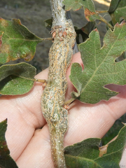 Andricus chrysolepidicola