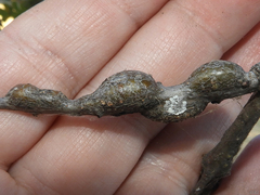 Andricus chrysolepidicola