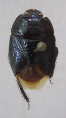 Cydnidae