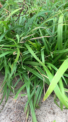 Carex pendula
