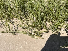 Sporobolus virginicus