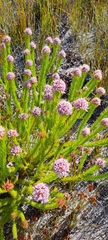 Sorocephalus scabridus