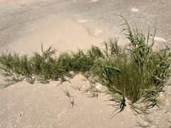 Sporobolus virginicus