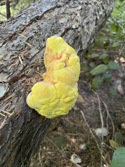 Laetiporus conifericola