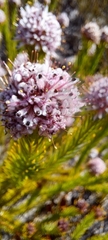 Sorocephalus scabridus
