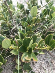 Alyxia buxifolia