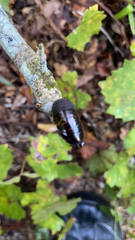 Blaberidae