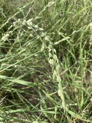Eragrostis superba