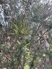 Melaleuca armillaris