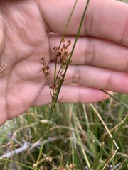 Juncus balticus