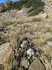 Erigeron caespitosus