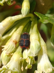 Astylus cyanerythrus