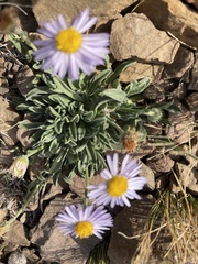 Erigeron caespitosus
