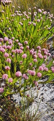 Sorocephalus scabridus