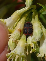 Astylus cyanerythrus