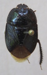 Cydnidae