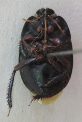 Cydnidae