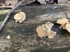 Panellus