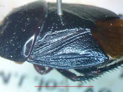 Cydnidae