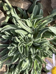 Erigeron caespitosus