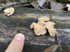 Panellus