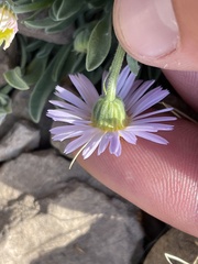 Erigeron caespitosus