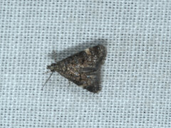 Heliothela