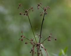 Cyperus pseudovegetus