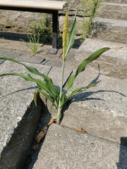 Sorghum bicolor