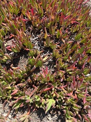 Carpobrotus chilensis