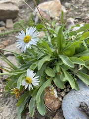 Erigeron garrettii