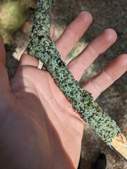 Physcia millegrana