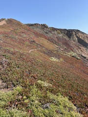 Carpobrotus chilensis