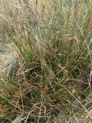 Juncus balticus