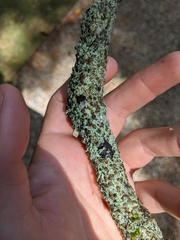 Physcia millegrana