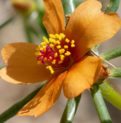 Portulaca suffrutescens