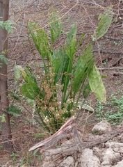 Echinodorus subalatus