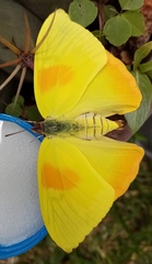 Phoebis philea philea