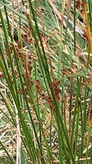 Juncus balticus