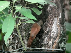 Dendroplex picus dugandi