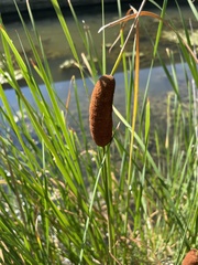 Typha laxmannii
