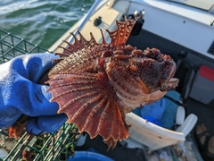 Hemitripterus americanus