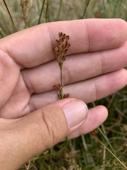 Juncus balticus
