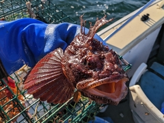 Hemitripterus americanus