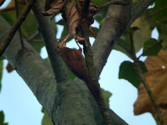 Dendroplex picus dugandi