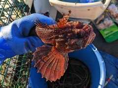 Hemitripterus americanus