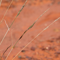 Aristida jerichoensis