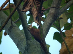 Dendroplex picus dugandi